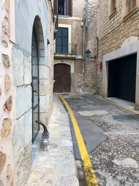 A cat is walking down on a narrow street at the old town of Sóller in Majorca, Balearic Islands, Spain