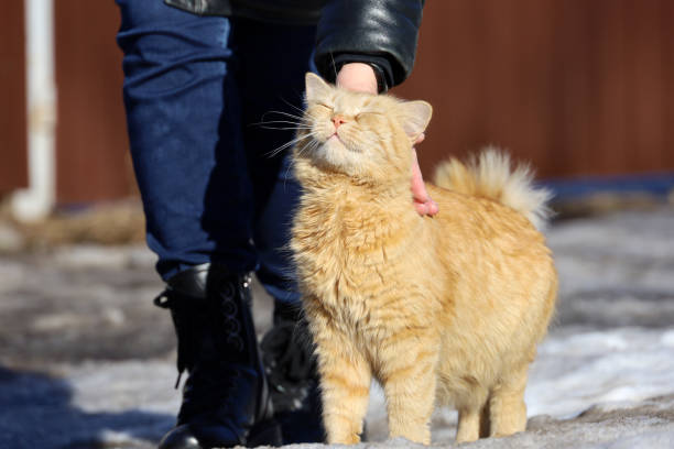Happy cat near female legs on a spring street woman stroking a red fluffy cat on the head stray animal stock pictures, royalty-free photos & images