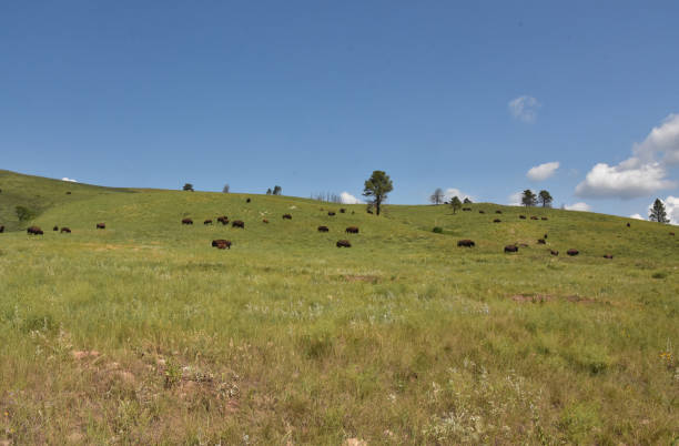 istock Summer Landscape with a Herd of Grazing Bison 1386503526