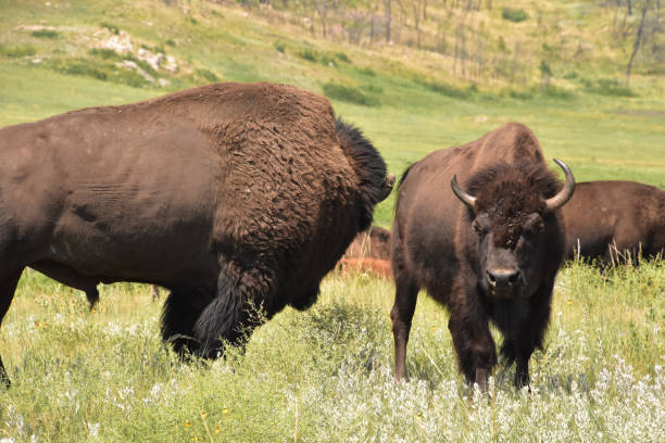 istock Mating Pair of Bison in a Field 1386504012