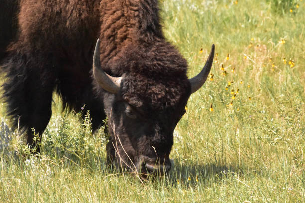 istock Grazing Buffalo Eating Grass in the Summer 1386504076