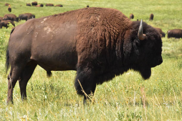 istock Side Profile of a Bison Bull in the Summer 1386504140