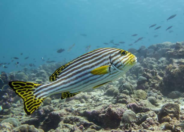 istock Oriental sweetlip (Plectorrhinchus Orientalis) 1386505390