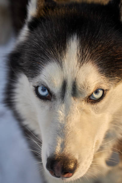 istock Muzzle husky dog in the evening light. View from above, look at the camera 1386505492