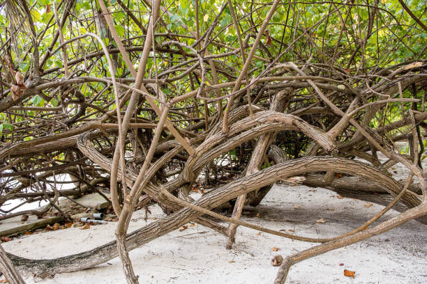 istock Mangrove tree on maldivian beach 1386505499