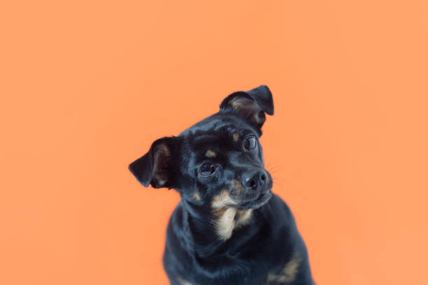 istock Thoroughbred dog on an orange background. A terrier. Holidays and events. Pets. Copy space 1386505585