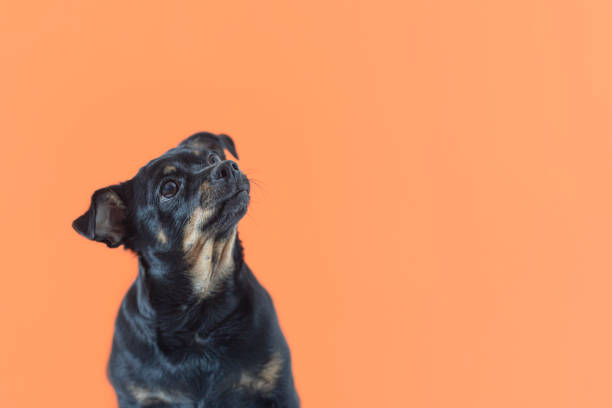 Thoroughbred dog on an orange background. A terrier. Holidays and events. Pets. Copy space.