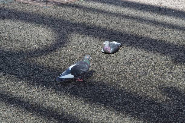 istock Pigeon on the road 1386508180