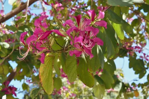 Bauhinia in the park , Hong Kong