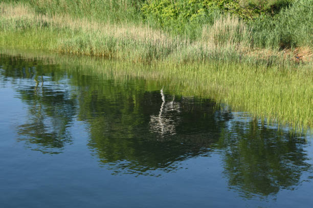 istock Green Marsh Grass Reflecting in the Ocean 1386509583
