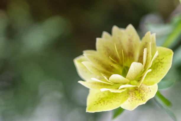 Yellow spring flower close-up on a blurred background