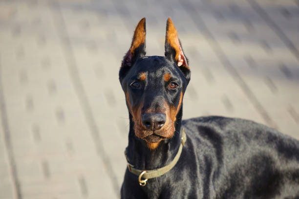 istock gorgeous young doberman posing on the street 1386513779