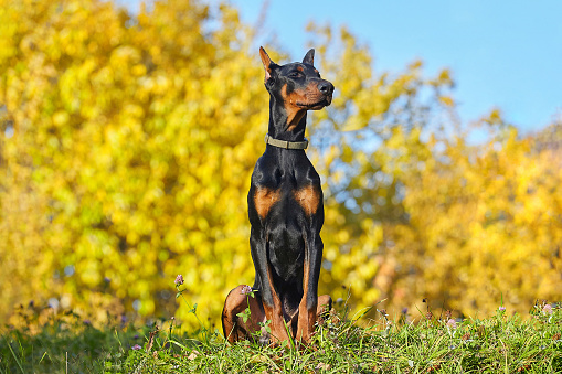 great young Doberman on the background of autumn foliage.