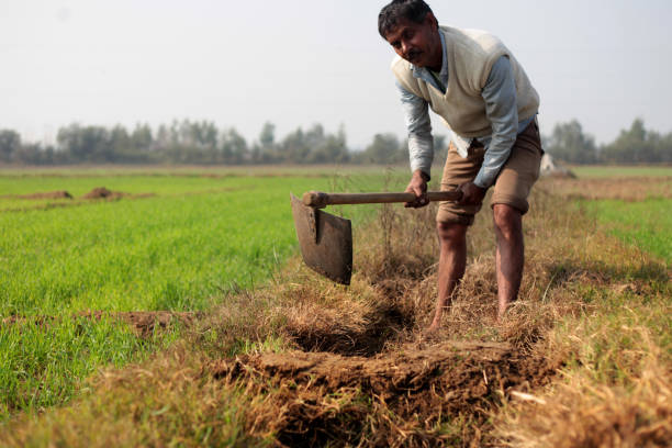 Rural farmer of Indian ethnicity digging near green field during springtime outdoor in nature.