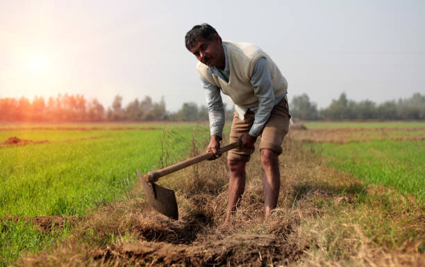 istock Farmer digging near green field 1386514486