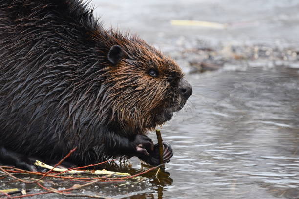 istock Winter scene of a beaver in snow 1386515533