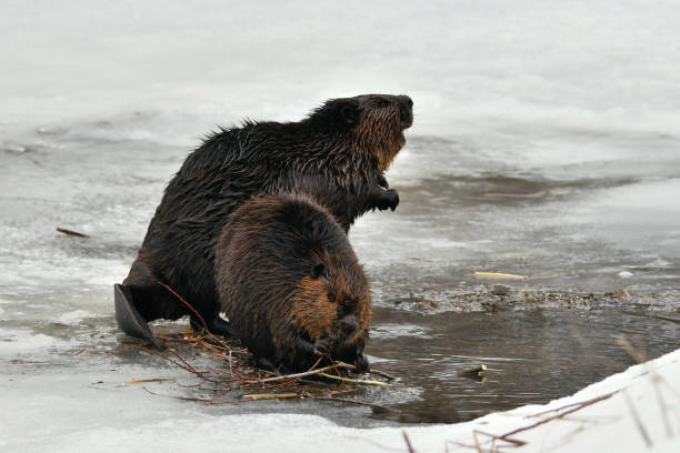 istock Winter scene of a beavers in snow 1386515655