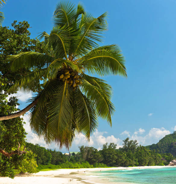 istock Seychelles pictures 1386516841