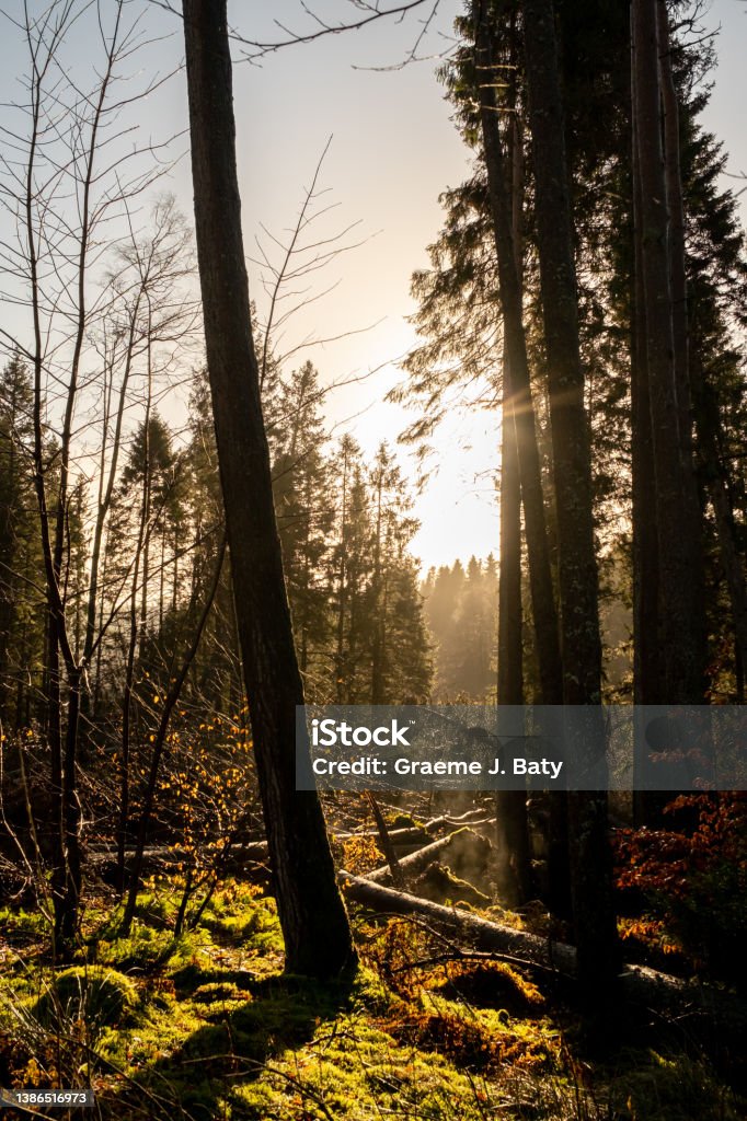 Aftermath of Storm Arwen. Many pine trees (Sitka spruce) have been uprooted in a foggy Kielder Forest Kielder England: 13th January 2022: Aftermath of Storm Arwen. Many pine trees (Sitka spruce) have been uprooted in Kielder Forest Autumn Stock Photo