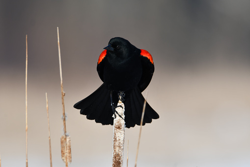 Male Red winged black bird spring scene sits perched on cattail in marsh