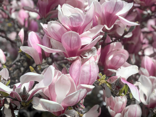 istock Magnolia blossom in London 1386519420
