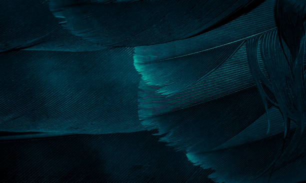 istock blue hawk feathers with visible detail. background or texture 1386519579