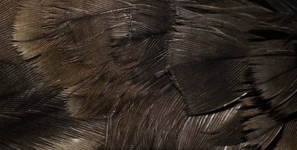 istock hawk feathers with visible detail. background or texture 1386519595