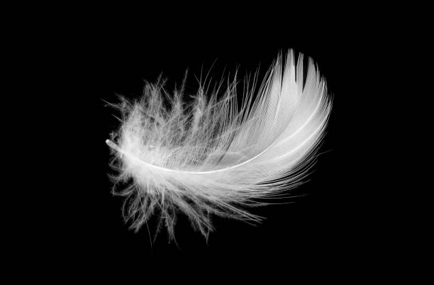 istock white duck feathers isolated on black background 1386519617