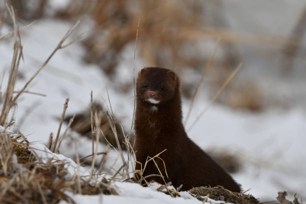istock Winter scene of a mink in snow 1386521335