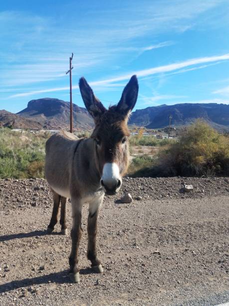 istock Parker Dam Wild Burro 1386521394