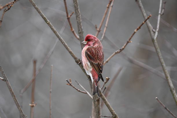 Close up of a male Purple Finch bird perched on a branch