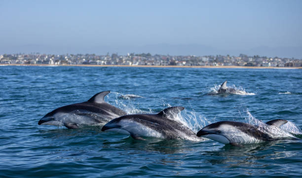 Pacific White Sided Dolphins jumping stock photo