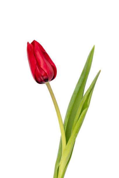 istock Red tulip flower isolated on white background. 1386523467
