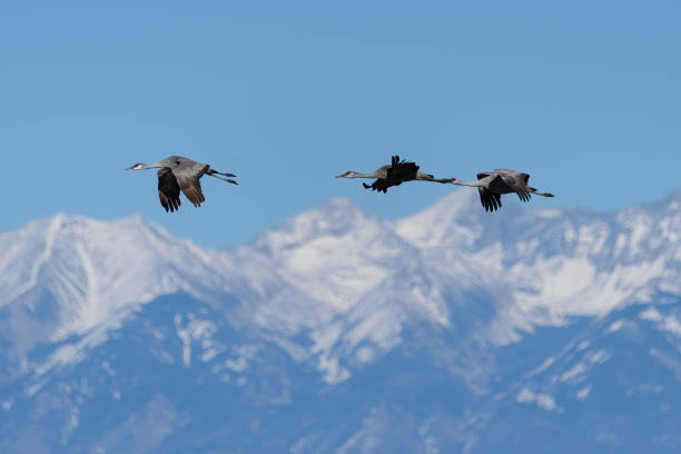 istock Migrating Greater Sandhill Cranes in Monte Vista, Colorado 1386523754