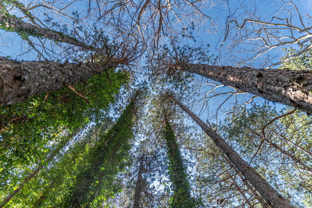 istock trees lying by the stream in Pozar 1386524296