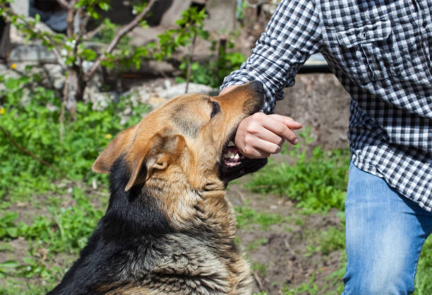 istock A male German shepherd bites a man by the hand. 1386525492