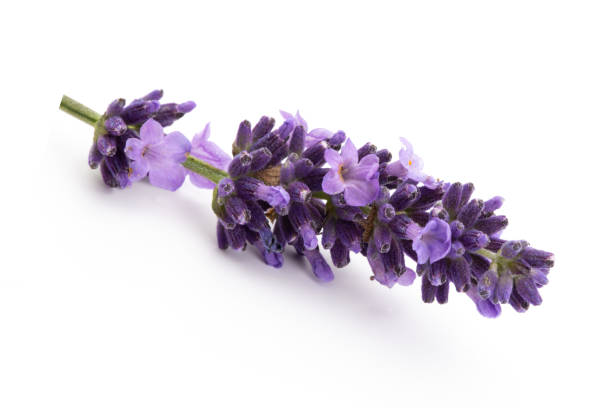 istock Lavender flowers on a white background. 1386527832