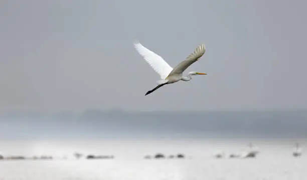 A great white heron is flying over the smooth water surface along the beach of Loissin, Greifswald, Germany. Blurred background