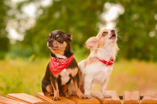 Dogs on a bench against the backdrop of nature. Black and white dog of the Chihuahua breed. stock photo