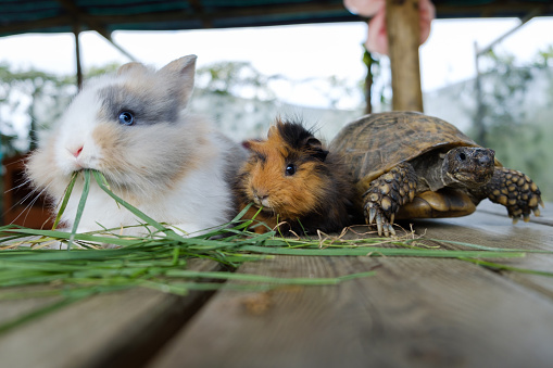 rabbit, guinea pig and turtle lined up looks like they're going to run a race
