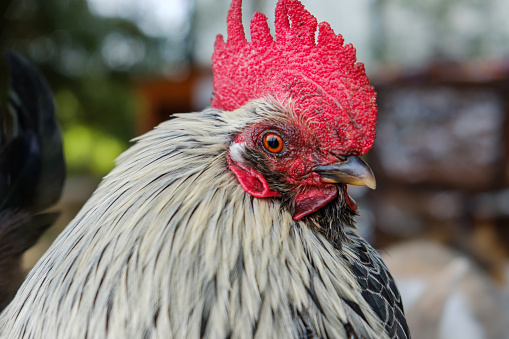 Domestic free range rooster