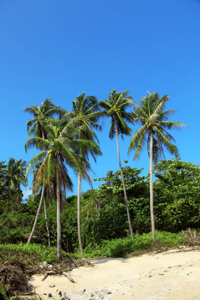 istock Empty tropical island beach and tall palm trees 1386533367