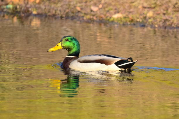 istock Male Mallard Duck 1386535117