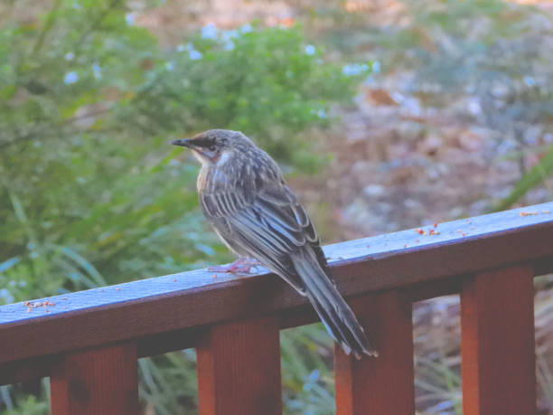 Young Red Wattle Bird in the Gippsland District