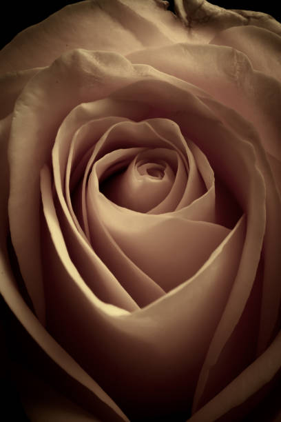 istock A beautiful close up of a yellow rose in a studio 1386540782