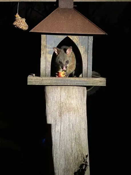 Photo of Australian Bushtail Opossum Eating Apple