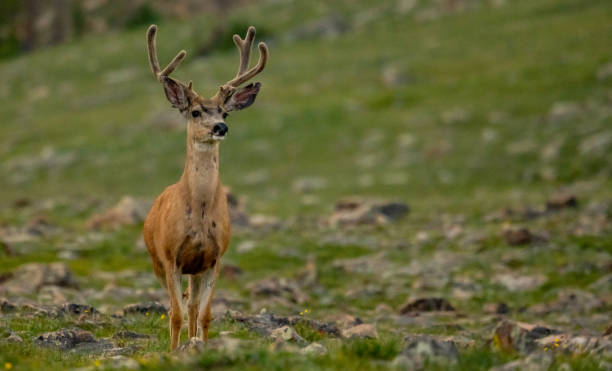 istock Male Mule Deer Stands At Attention 1386541000