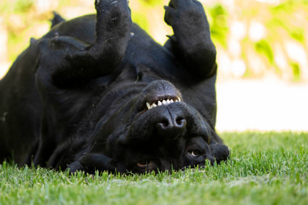 istock Pet black dog playing on its back on the lawn 1386541115