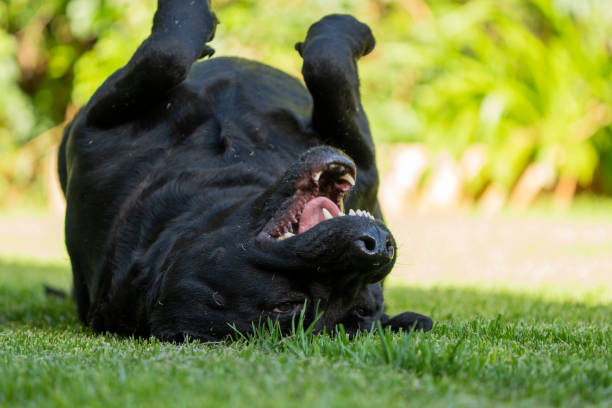 istock Pet black dog playing on its back on the lawn 1386541225