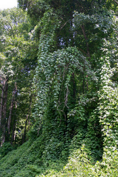 kudzu couvre et étouffe un grand arbre dans le sud-est des états-unis - kudzu photos et images de collection